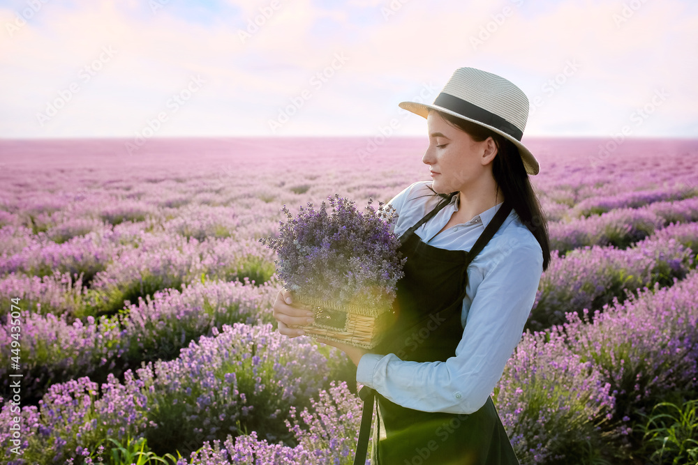 田里有薰衣草花的女农民拿着盒子