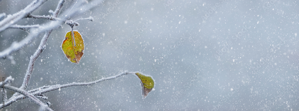 冬季和圣诞节背景，在下雪期间背景模糊的树枝上有干燥的树叶