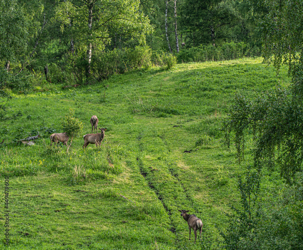 a trip to the altai mountains in the summer periud