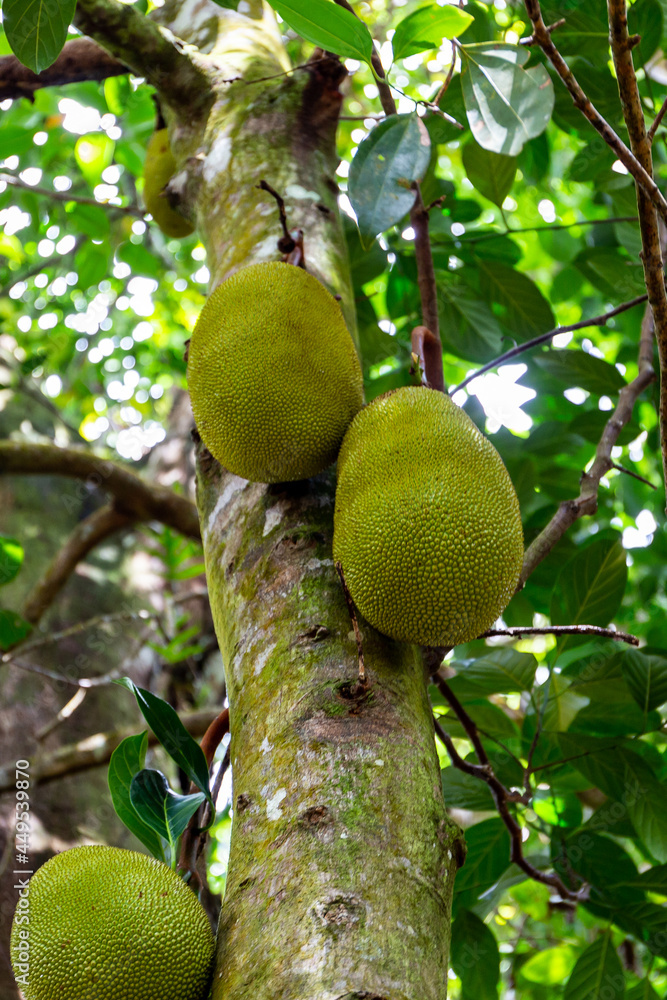 生长在塞舌尔马埃岛一棵树上的菠萝蜜（Artocarpus heterophyllus）果实。