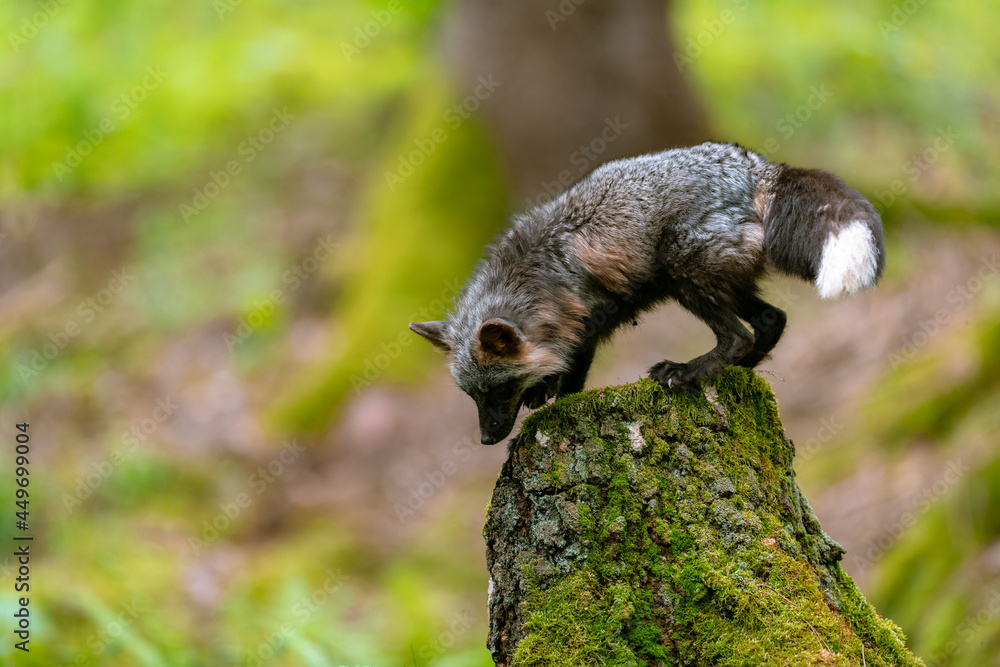 红狐（Vulpes Vulpes）站在森林的树桩上四处寻找食物。