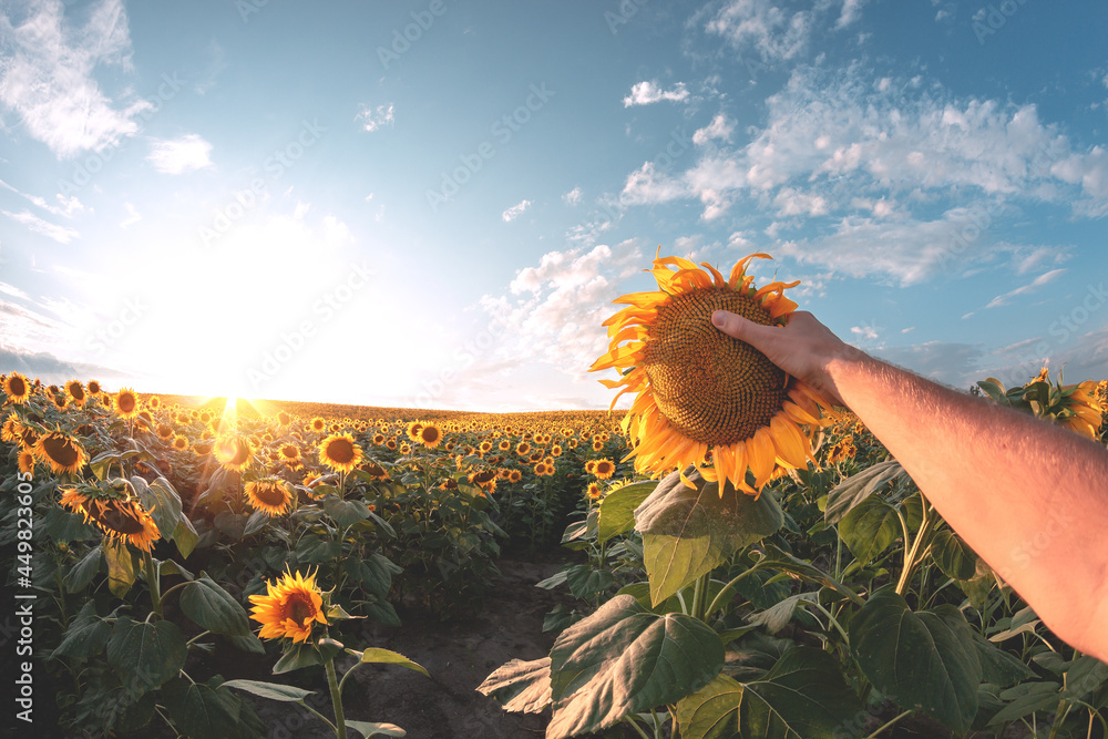 Pictue of sunflower field in morning or evening. Males hand holding one blossom. Sun shines in sky 