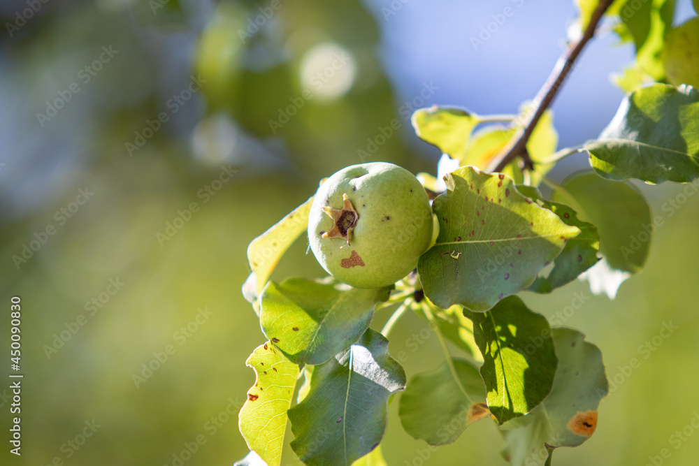 Green pears hang from the tree.