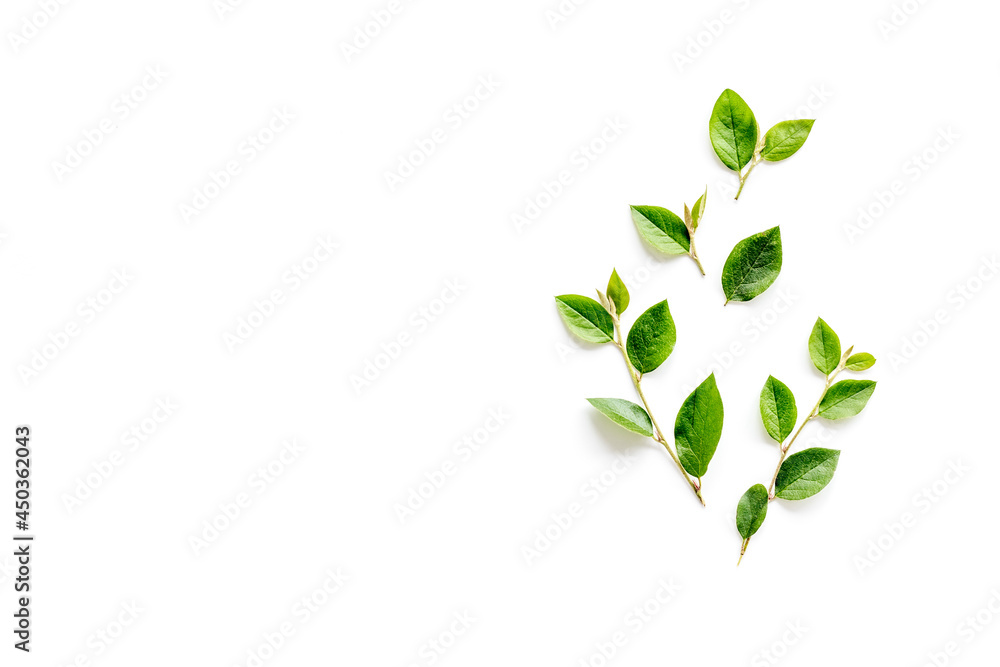 Green leaf branches isolated on white. Top view