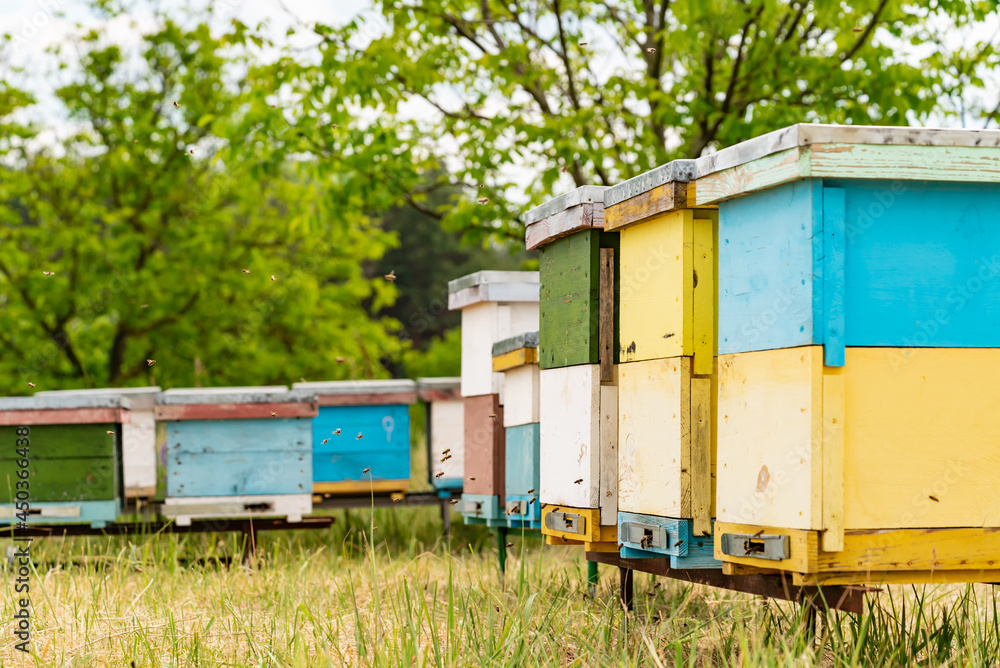 Hives in an apiary with bees flying to the landing boards. Apiculture. Bee smoker on hive. Agricultu