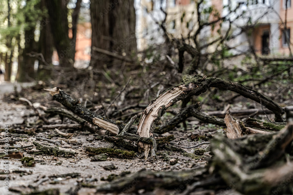 Piles of cut tree branches in city park. Sanitary deforestation. Heap of dry brushwood and deadwood