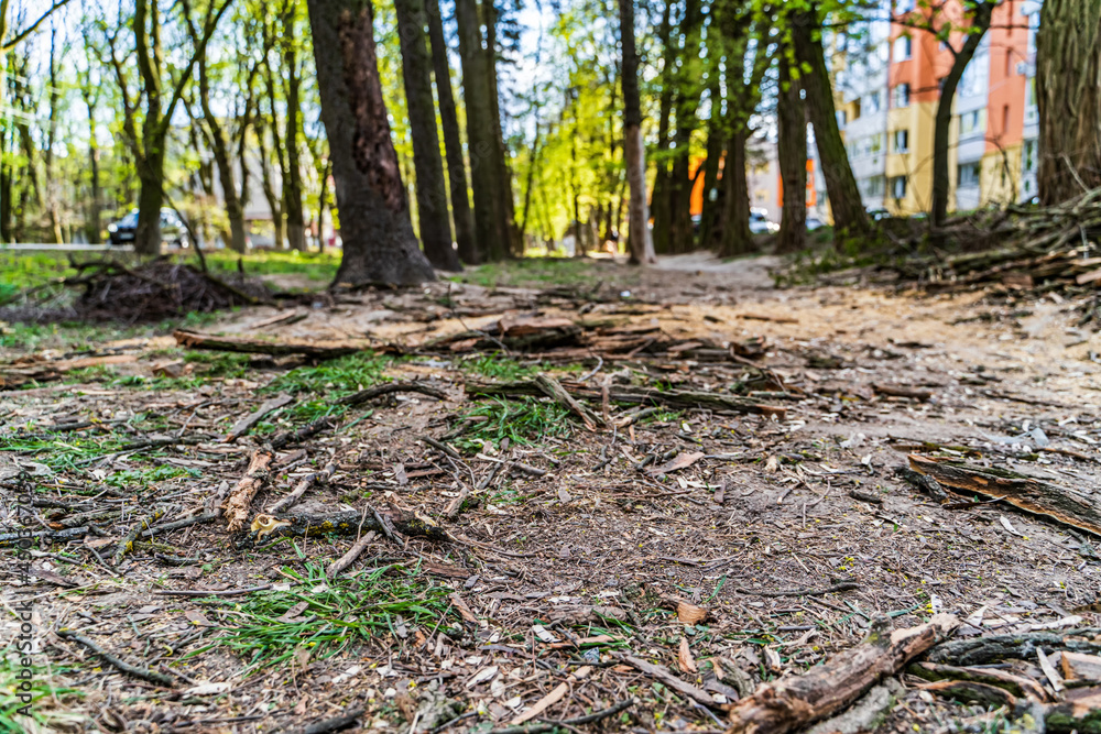 Pile of logs, sticks and bark, other pieces of woods from fallen tree outside surrounded by other or