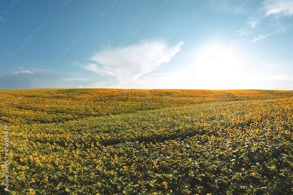 Almost ripe sunflower field from a height