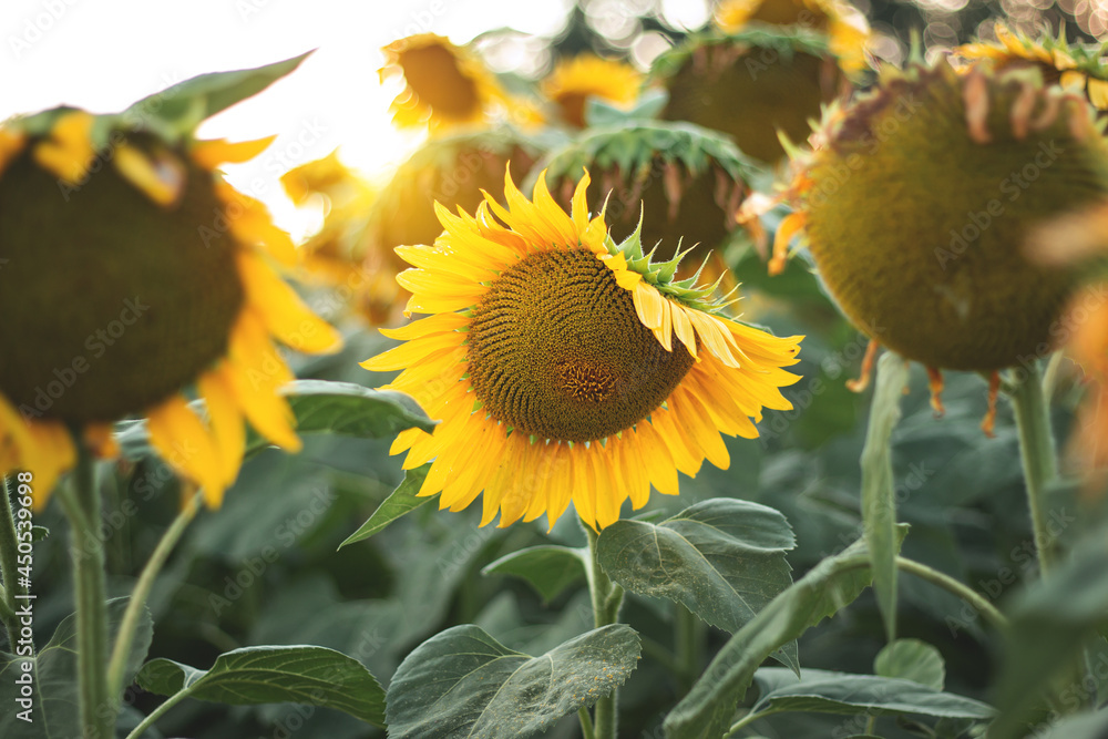 Yellow sunflowers in the evening against the blue sky and sunset