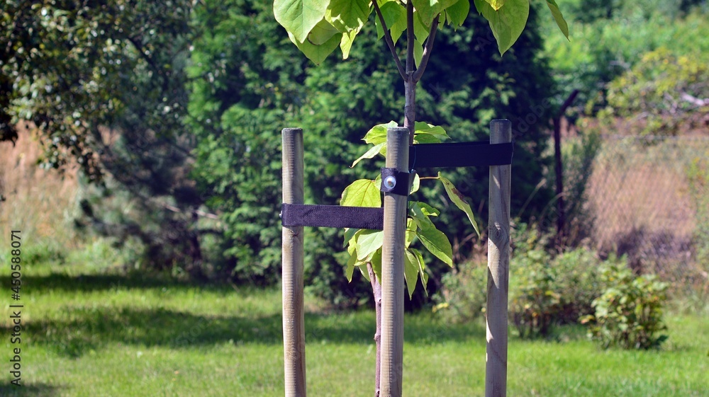 Young tree  sapling propped and supported by the wooden slats and tied by tape string in garden.