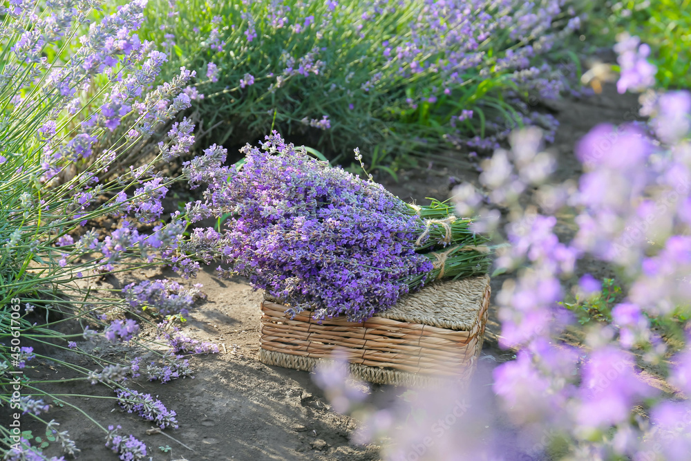 田野里有薰衣草花的盒子