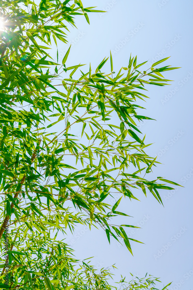 天空背景下的竹叶