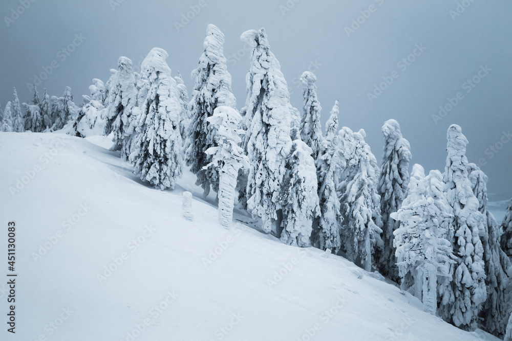 雾蒙蒙的冬季景观，白雪覆盖的树木和圣诞节的感觉