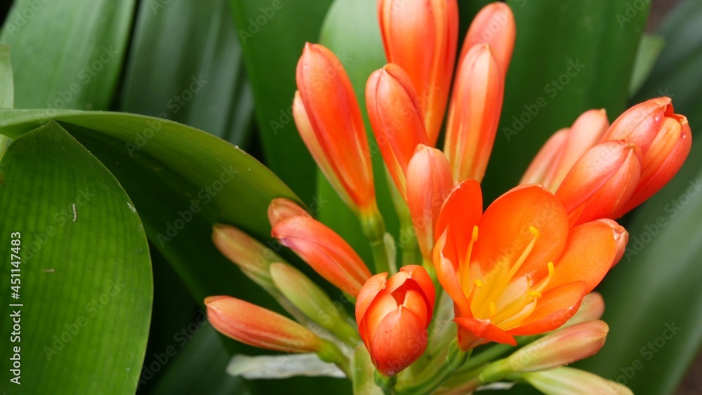 Natal bush kafir lily flower, California, USA. Clivia miniata orange flamboyant exotic fiery vibrant