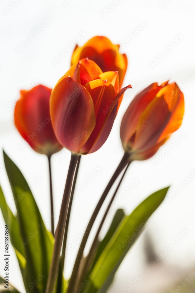 beautiful natural bunch of flower tulips