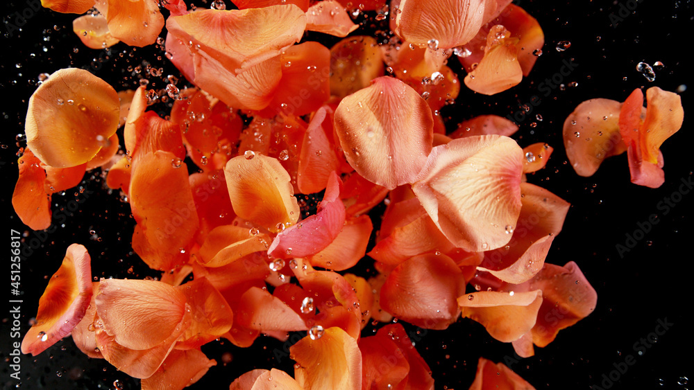 Flying rose petals isolated on black background.