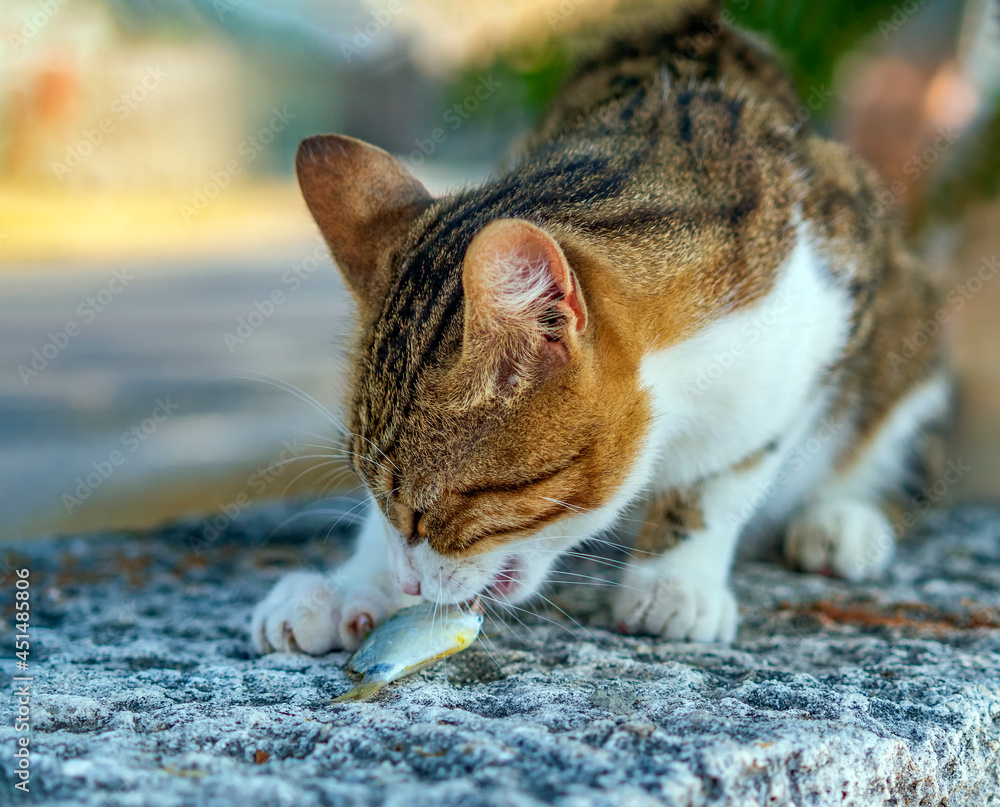 Сat is eating fish outdoor. Close-up.