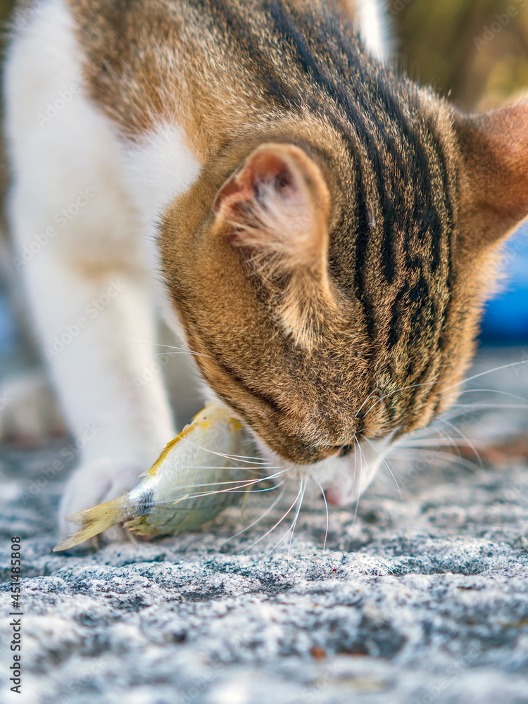 Сat is eating fish outdoor. Close-up.