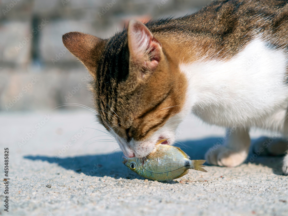 Сat is eating fish outdoor. Close-up.