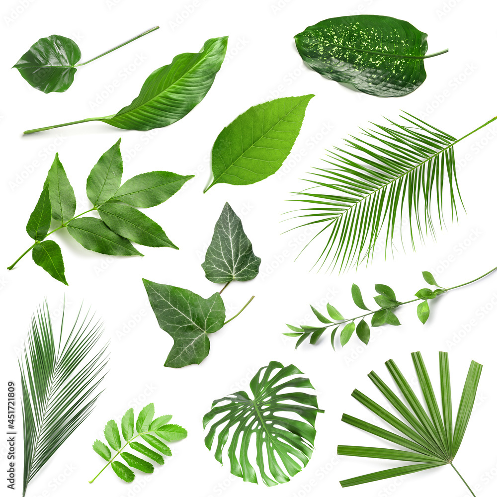 Set of different green leaves on white background