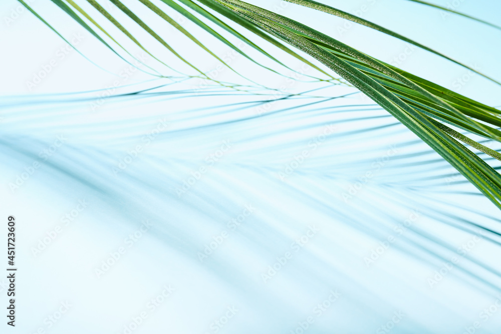 Fresh tropical palm leaf on color background, closeup