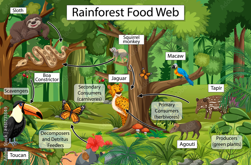 Diagram showing food web in the rainforest