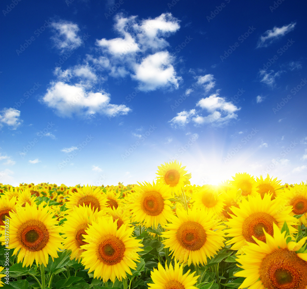  sunflowers and sun