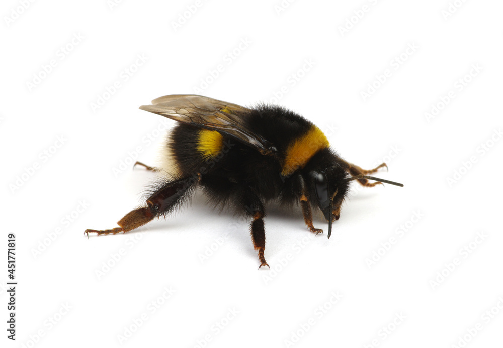 Buff tailed大黄蜂，Bombus，孤立于白色