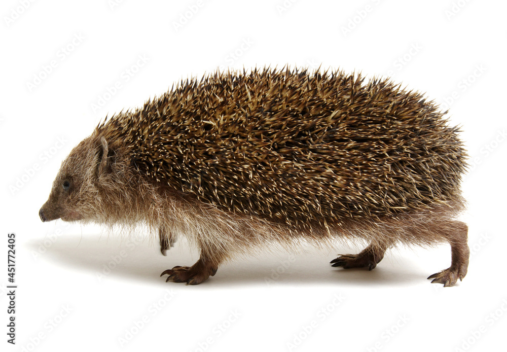 Hedgehog  isolated on white