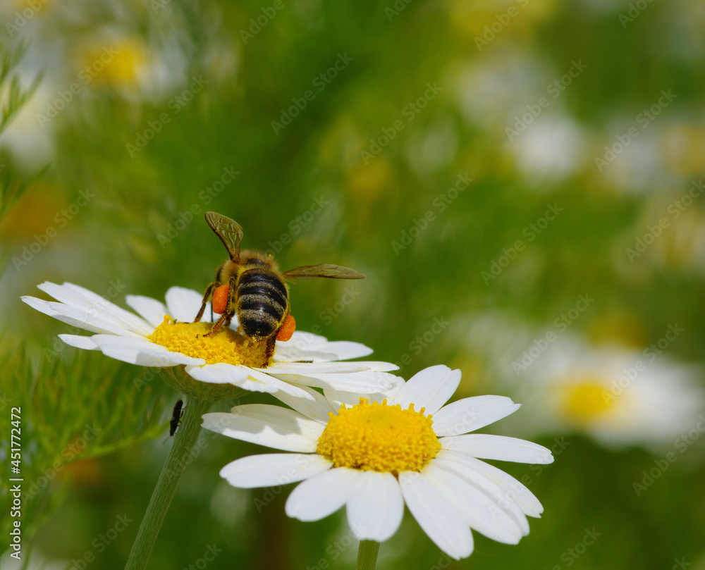 Bee and flower