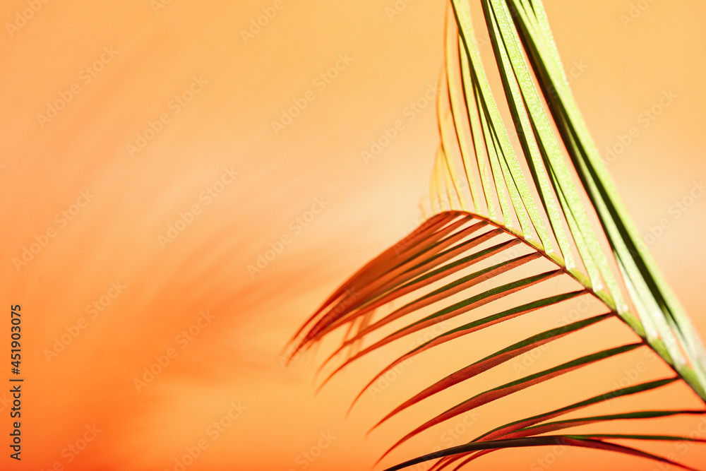 Fresh tropical palm leaf on color background, closeup