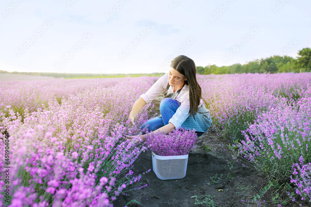 女农民在田里割薰衣草花