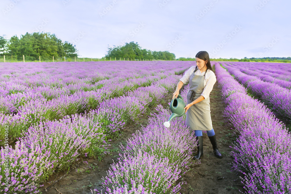 薰衣草地里有喷壶的女农民