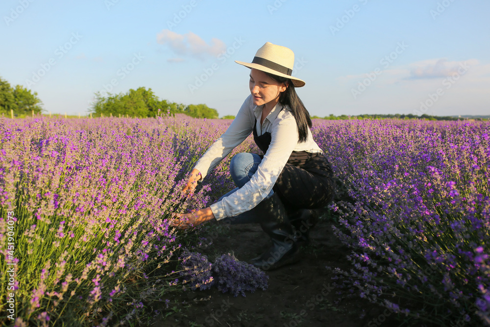 女农民在田里割薰衣草花