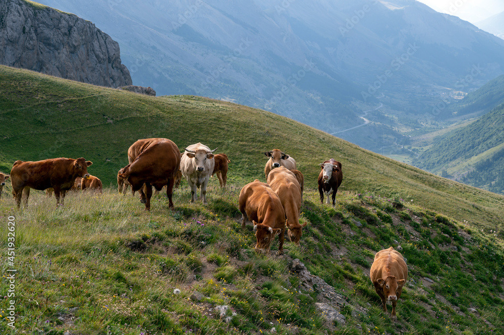 Vaches de montagne dans le col du Galibier en été dans le département des Hautes-Alpes en France