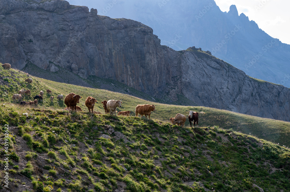 Vaches de montagne dans le col du Galibier en été dans le département des Hautes-Alpes en France