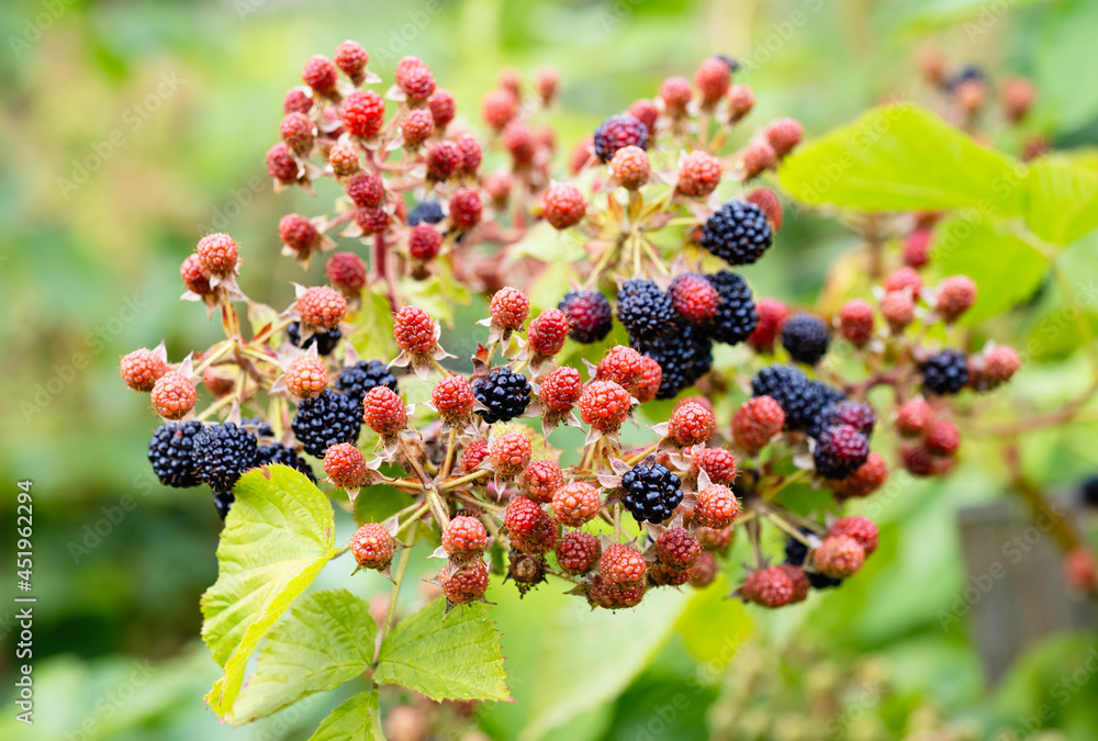 Natural fresh blackberries in a garden. Bunch of ripe and unripe blackberry fruit - Rubus fruticosus