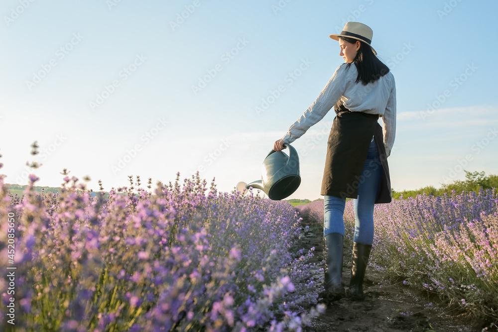 薰衣草地里拿着喷壶的女农民