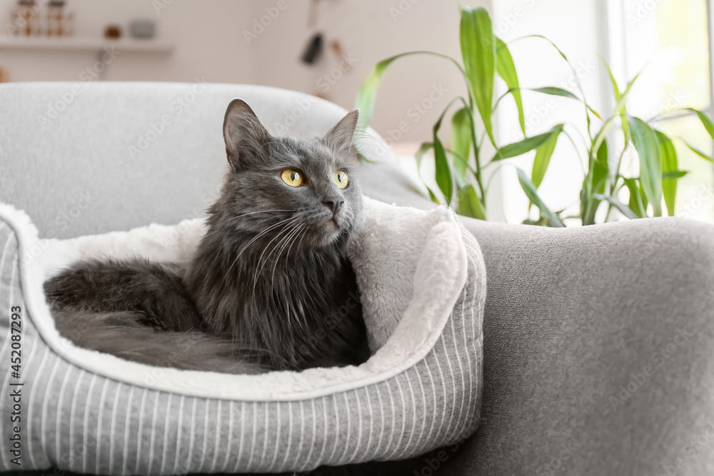 Cute grey cat in pet bed at home