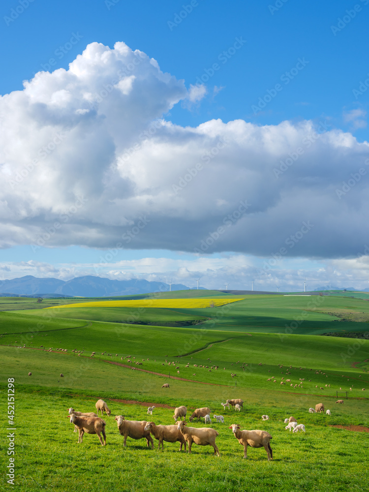 Beautiful rolling hills of canola flowers and farmlands in spring. Sheep graze in the fields with th