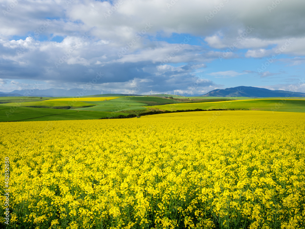 Beautiful rolling hills of canola flowers and farmlands in spring with the Klipheuwel Wind Farm in t