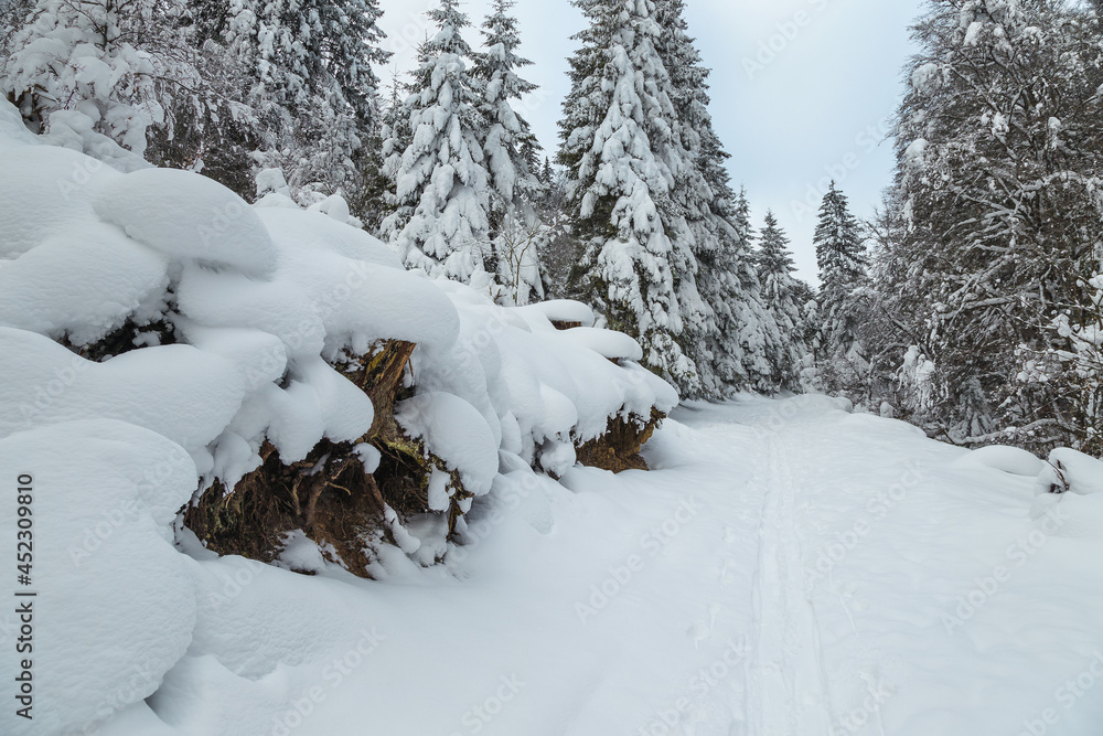 冰冻的冬季风景，白雪皑皑的道路和树木，圣诞节的感觉