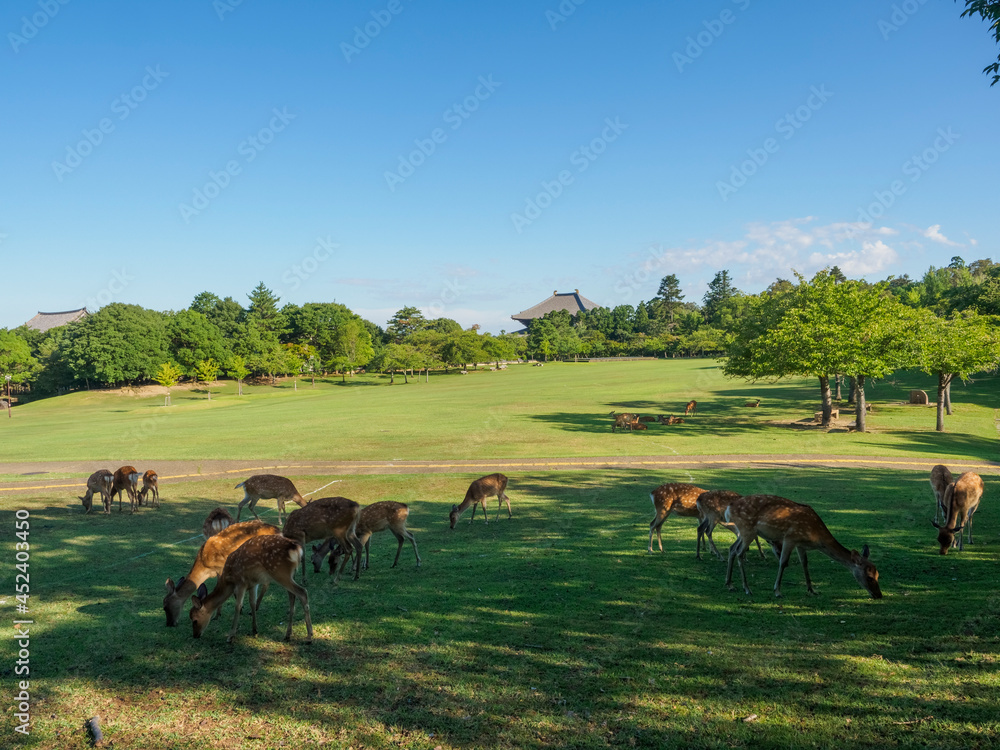 【奈良公園】日影で食事をする鹿の群れ