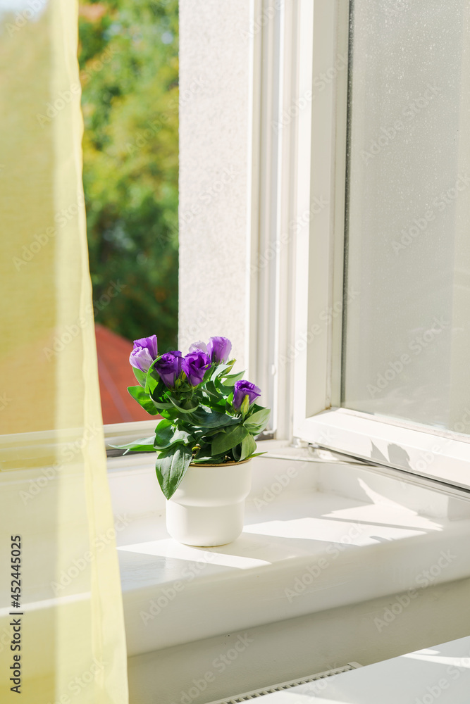 Potted flower eustoma on windowsill and open window. Natural light at sunny day. Comfort home zone. 