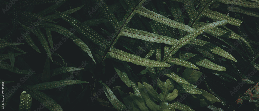 Tropical green leaf background, Dark tone theme.