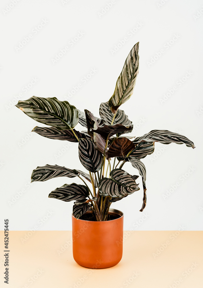 橙色花盆中的Calathea ornata Sanderiana