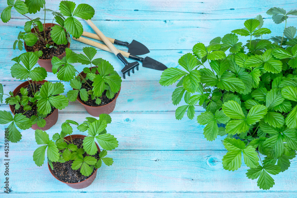 Strawberry seedling growing up in pots