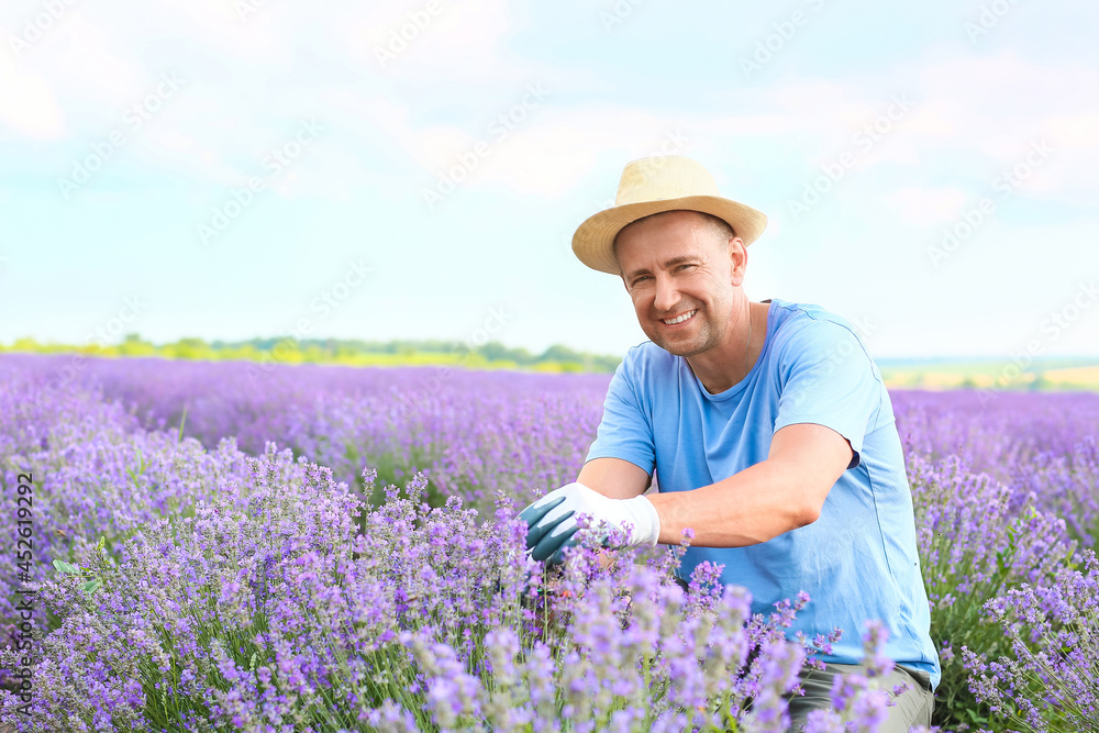 农夫照料美丽的薰衣草田