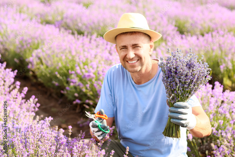 Farmer in beautiful lavender field