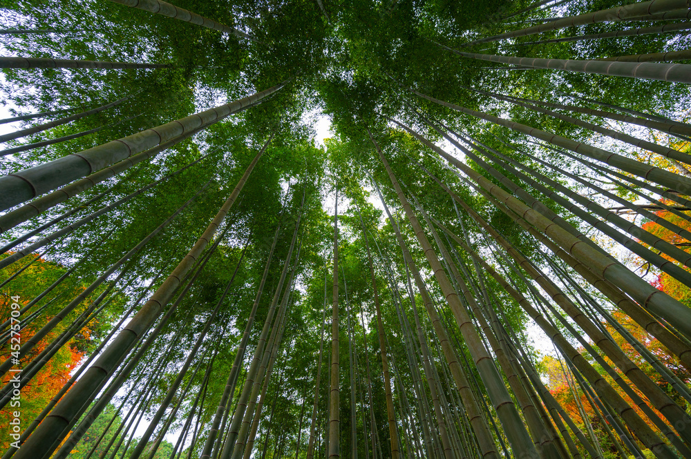 竹林，日本京都荒山的竹林